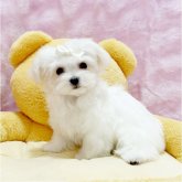マルチーズ