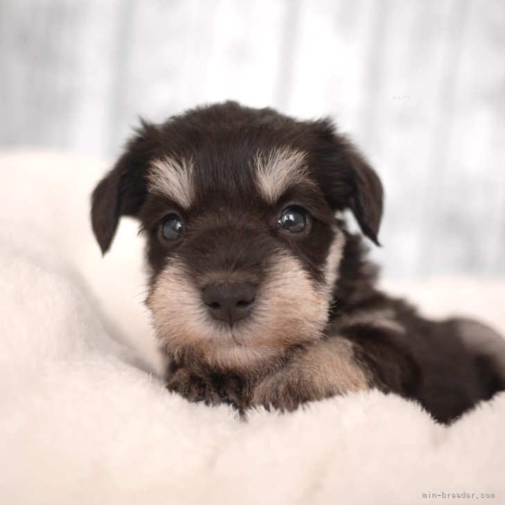 ブリーダー画像