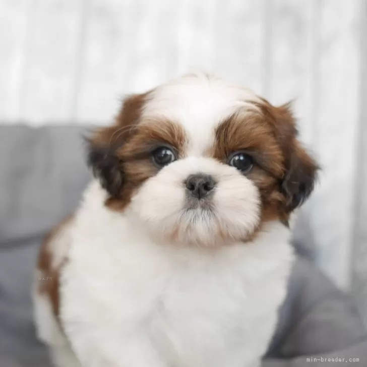 ID：2504-06690の子犬