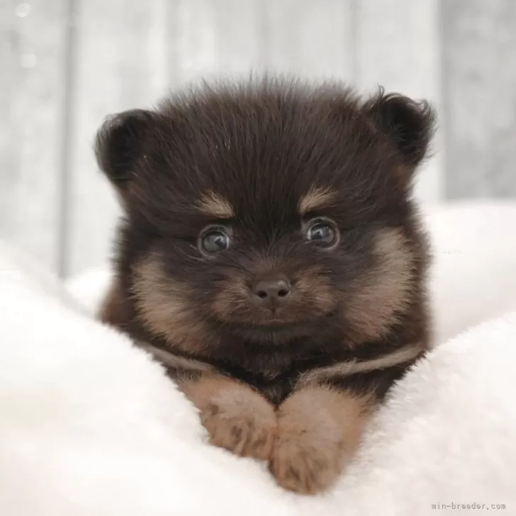 ID:2507-02213の子犬