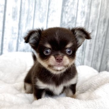 チワワ(ロング)【福岡県・男の子・2025年9月8日・チョコタン&ホワイト】の写真「かりんとうbaby」