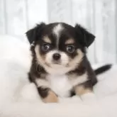 チワワ(ロング)