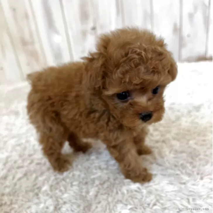 ID：2506-07929の子犬