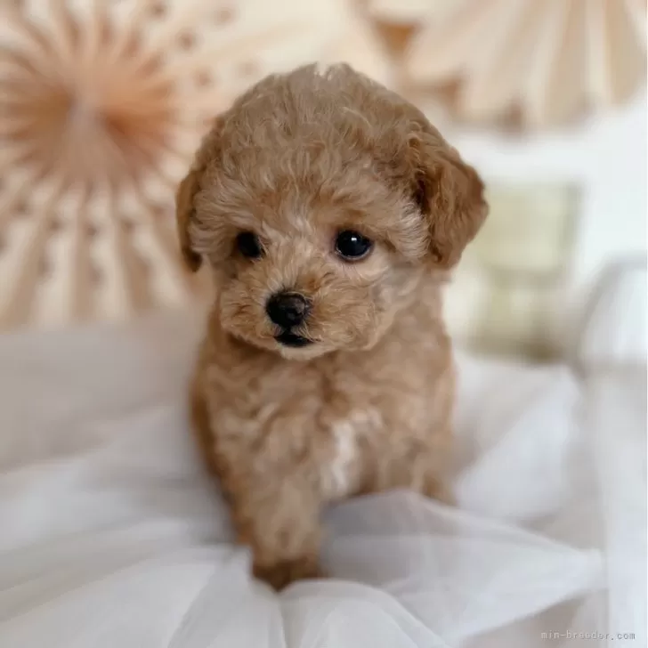 M.M 様のお迎えした子犬