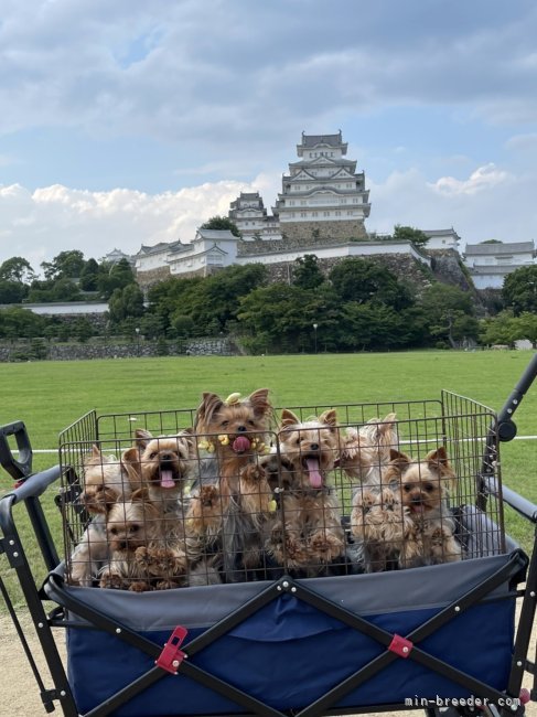 ちょっと足を伸ばしてお出かけしました。｜石橋　正二郎(いしばし　しょうじろう)ブリーダー(福岡県・ヨークシャーテリアなど・JKC登録)の紹介写真10