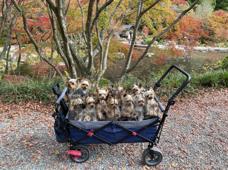 お散歩はふいつもカートでみんなでお散歩🐕#わちゃわちゃヨークシャテリア軍団です｜石橋　正二郎(いしばし　しょうじろう)ブリーダー(福岡県・ヨークシャーテリアなど・JKC登録)の紹介写真7