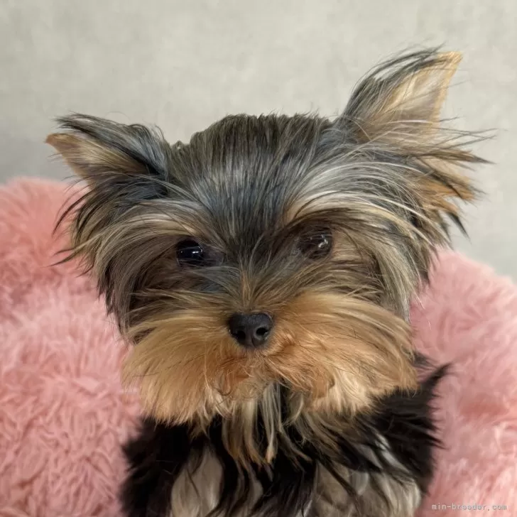 ID：2511-07714の子犬