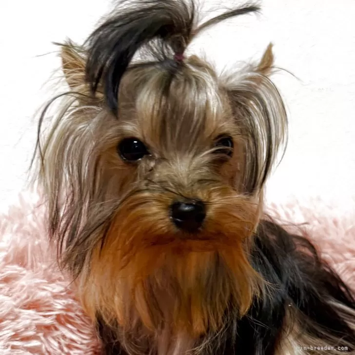 M.S 様のお迎えした子犬