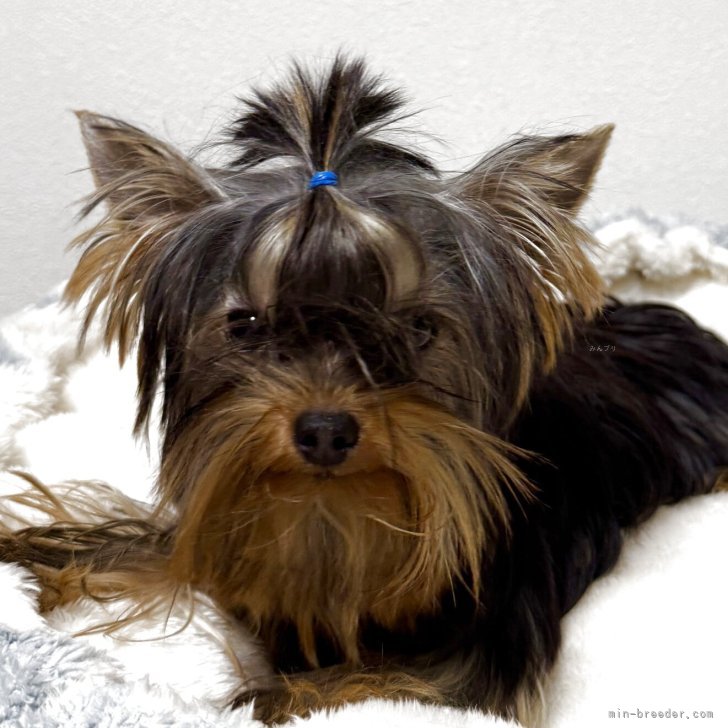 ブリーダー画像