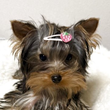 ヨークシャーテリア【福岡県・男の子・2025年6月30日・スティールブルー&タン】の写真「愛嬌抜群の可愛い男の子！」