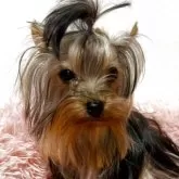 ヨークシャーテリア【福岡県・女の子・2025年1月20日・スティールブルー&タン】の写真1