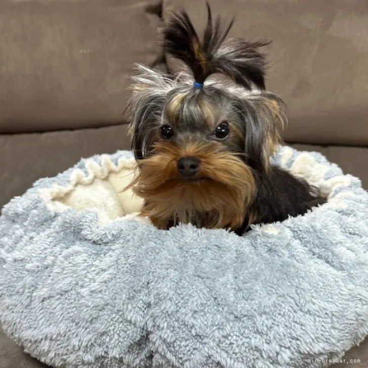 ID：2308-01123の子犬