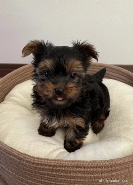 ID：2107-04215の子犬