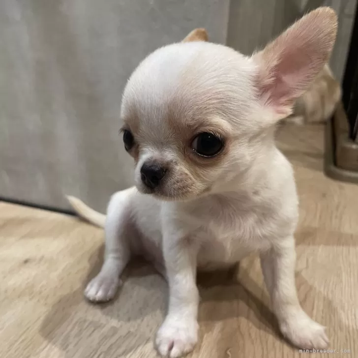 ID:2506-03215の子犬