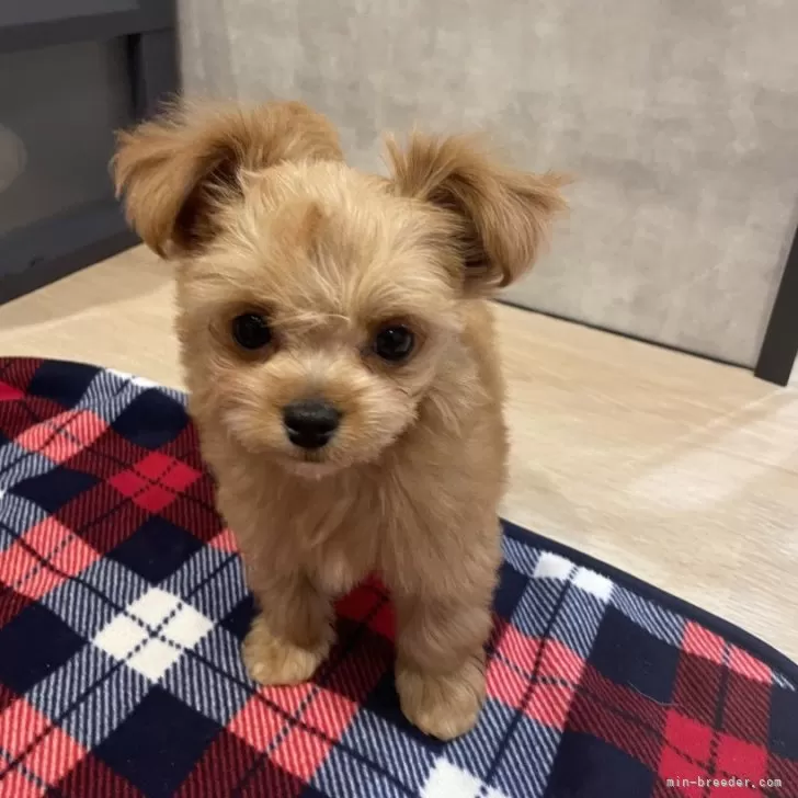 ID：2505-00233の子犬