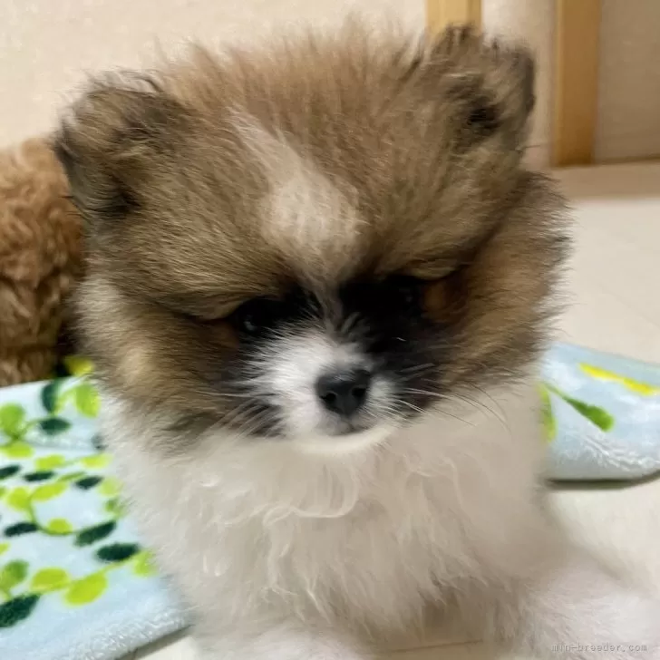 H.Y 様のお迎えした子犬