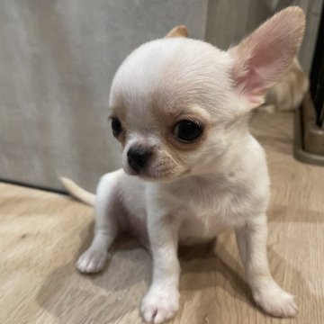 チワワ(スムース)【宮城県・男の子・2025年4月16日・クリーム】の写真「おとなしい男の仔」