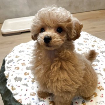 トイプードル(タイニー)【宮城県・男の子・2025年8月16日・レッド】の写真「かわいいなー　男の仔」