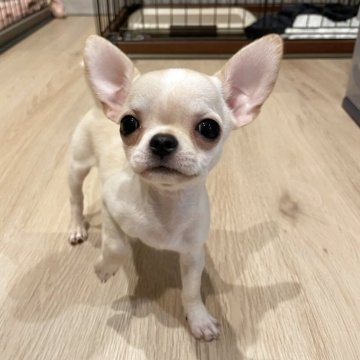 チワワ(スムース)【宮城県・男の子・2025年4月16日・クリーム】の写真「元気いっぱい」