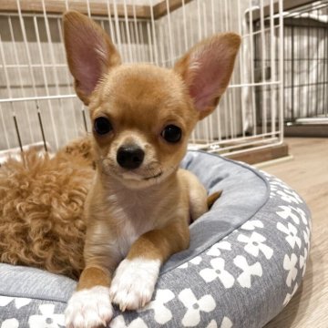 チワワ(スムース)【宮城県・男の子・2024年12月13日・レッド】の写真「先っぽ白いのが可愛いです🩷」