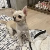 チワワ(スムース)