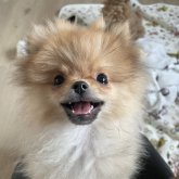 ポメラニアン
