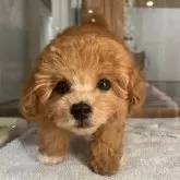 タイニープードル