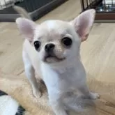 チワワ(スムース)