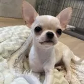 チワワ(スムース)