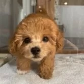 タイニープードル