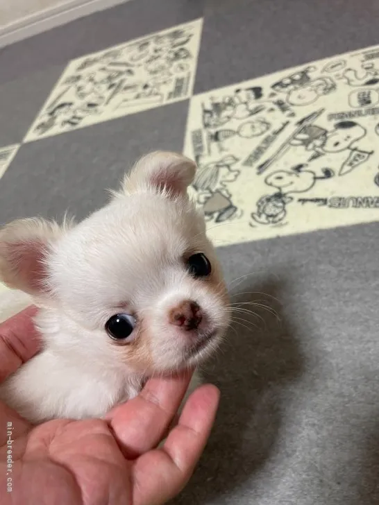 ID：2109-03512の子犬