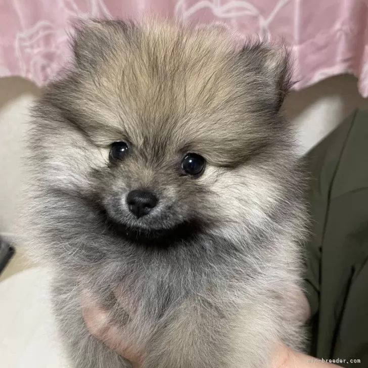 ID:2403-03486の子犬