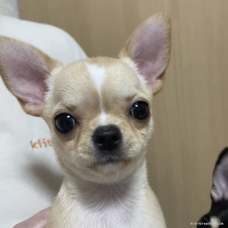 ID：2404-04534の子犬