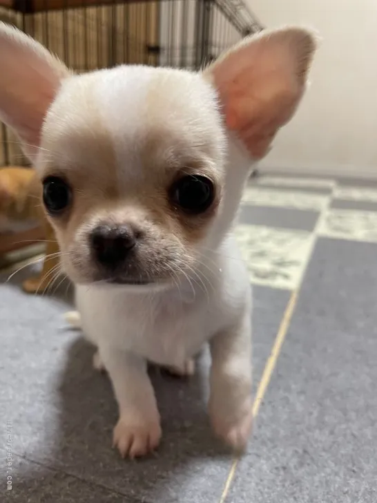 ID:2109-03510の子犬