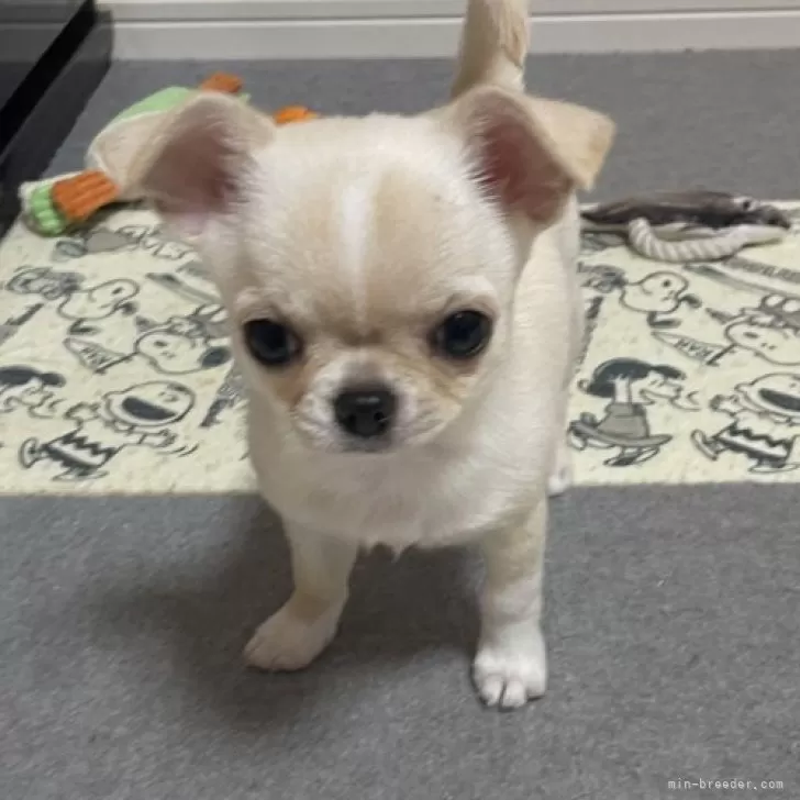 ID：2404-03826の子犬