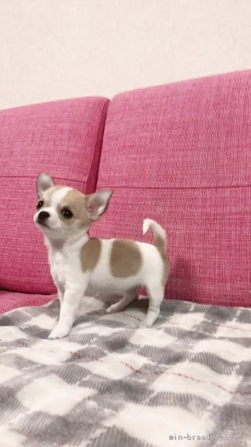 ID：2005-02956の子犬