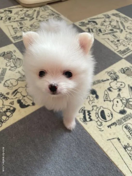 ID：2201-01065の子犬