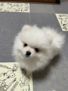 ポメラニアン【宮城県・男の子・2020年10月5日・ホワイト】の写真「真っ白なかわいい男の子」