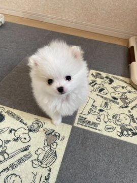ポメラニアン【宮城県・男の子・2021年11月15日・クリーム】の写真「おっとりした男の子」