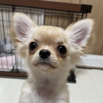 チワワ(ロング)【宮城県・女の子・2024年2月10日・クリーム】の写真「とても可愛らしいお顔です。」