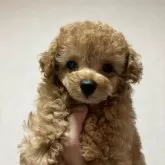 タイニープードル【宮城県・男の子・2023年12月3日・レッド】の写真1