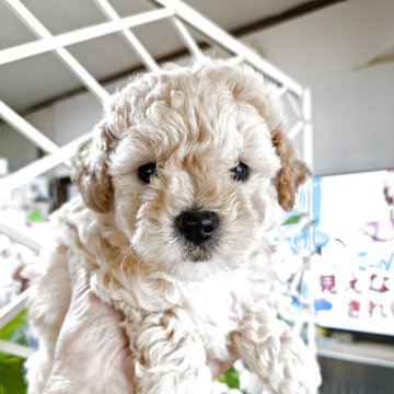 ビションプー(ビションフリーゼ×トイプードル)【千葉県・女の子・2025年9月19日・アプリコット】の写真「くるくるしたお目目で、語りかける仕草が可愛いです。」