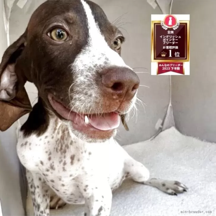 イングリッシュポインター【熊本県・男の子・2025年7月13日・白リバー】の写真1