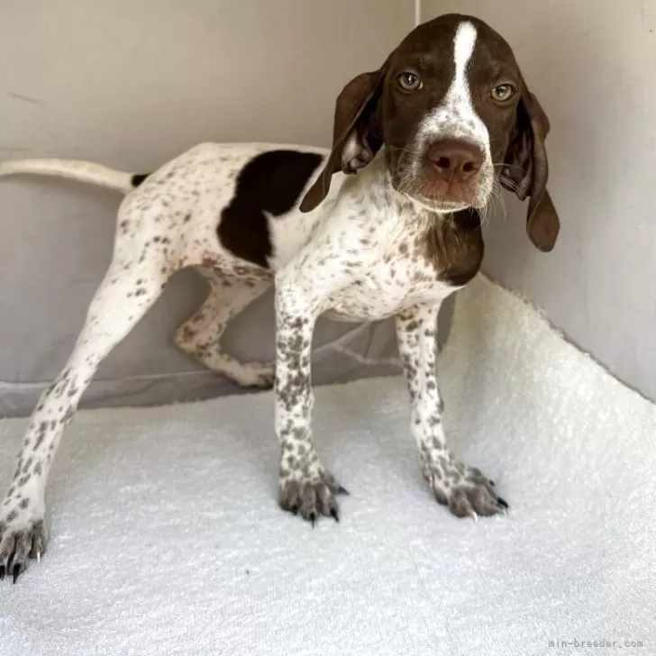 Y.Ｉ 様のお迎えした子犬