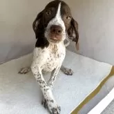 イングリッシュポインター【熊本県・男の子・2025年7月13日・白リバー】の写真2