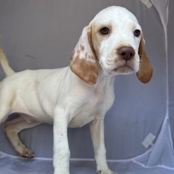 イングリッシュポインター【熊本県・男の子・2024年4月3日・白レモン!】の写真「スタイル顔良し！」