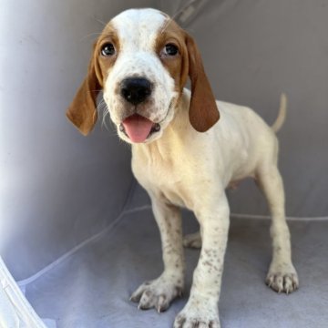 イングリッシュポインター【熊本県・男の子・2024年5月19日・白オレンジ!】の写真「優しい性格！」