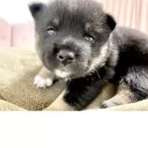 豆柴