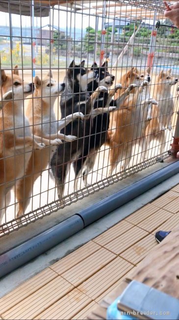 ドッグラン内の様子｜水本　和明(みずもと　かずあき)ブリーダー(山口県・柴犬・日本犬保存会登録)の紹介写真3