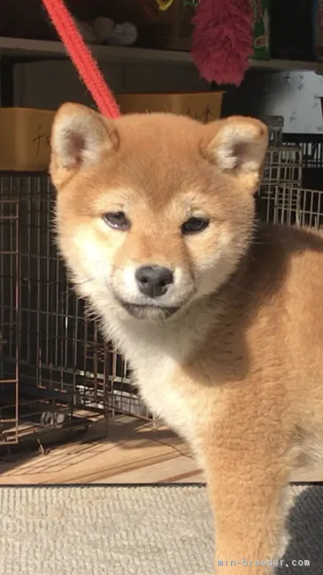 虎麻呂&柚子Family 様のお迎えした子犬